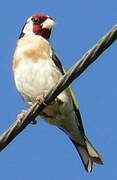 European Goldfinch