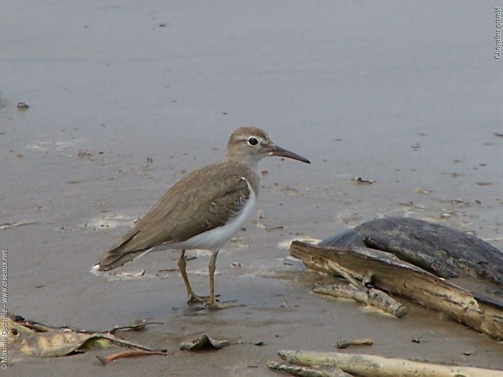 Spotted Sandpiper