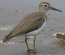 Spotted Sandpiper