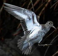 Spotted Sandpiper