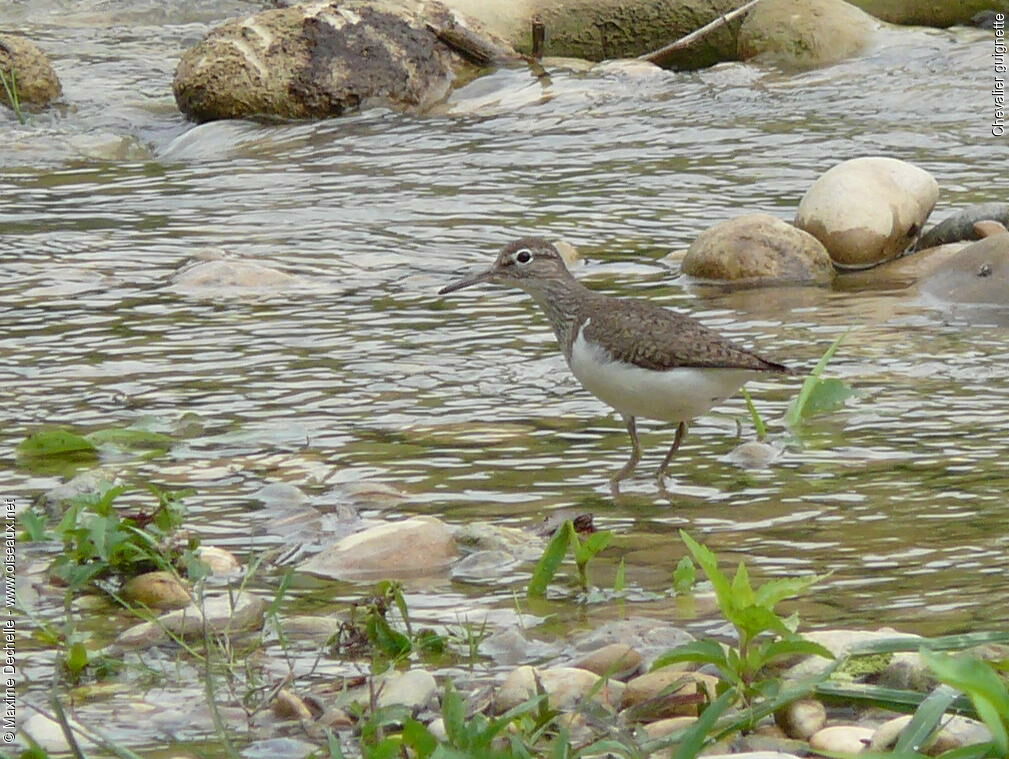 Common Sandpiper