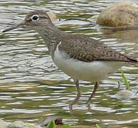 Common Sandpiper