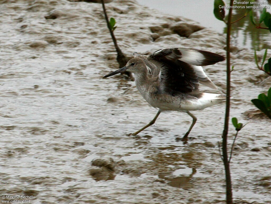 Willet