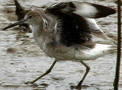 Willet