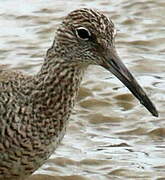 Willet