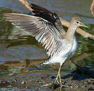 Solitary Sandpiper