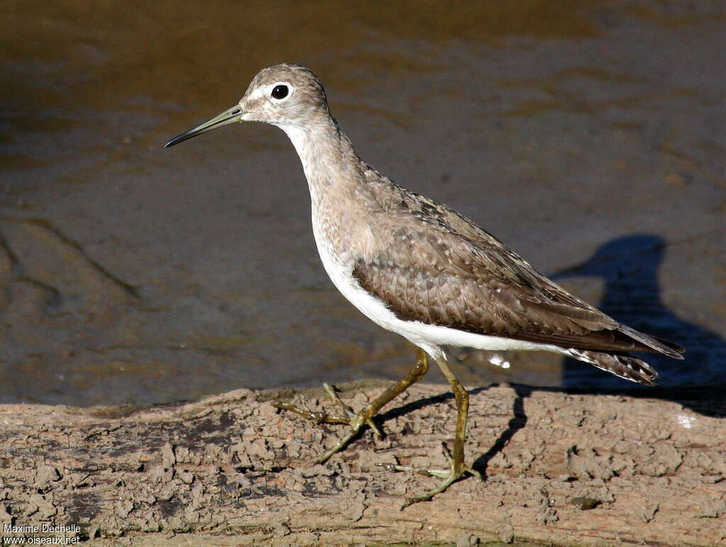 Solitary Sandpiper, close-up portrait