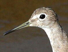 Solitary Sandpiper