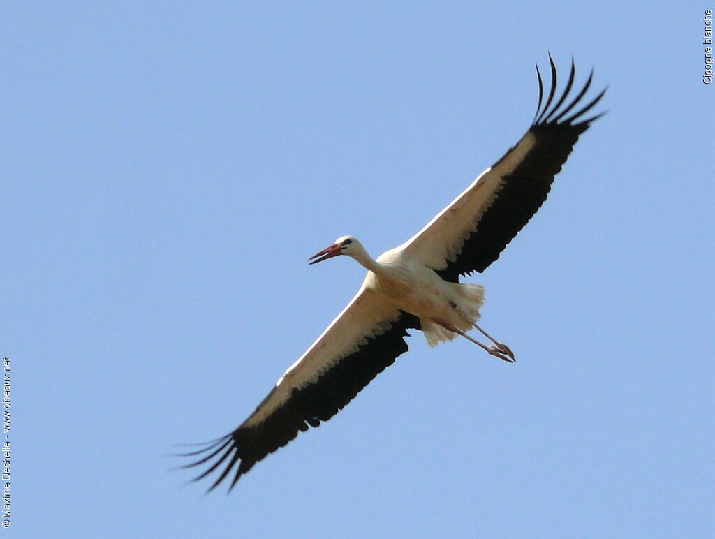 Cigogne blanche