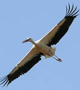 White Stork