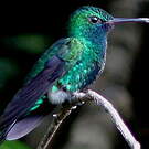 Colibri à menton bleu