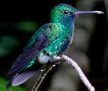 Colibri à menton bleu