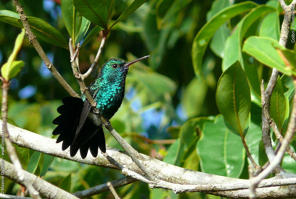 Colibri à menton bleu mâle adulte, Comportement