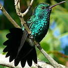 Colibri à menton bleu