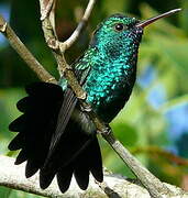 Colibri à menton bleu