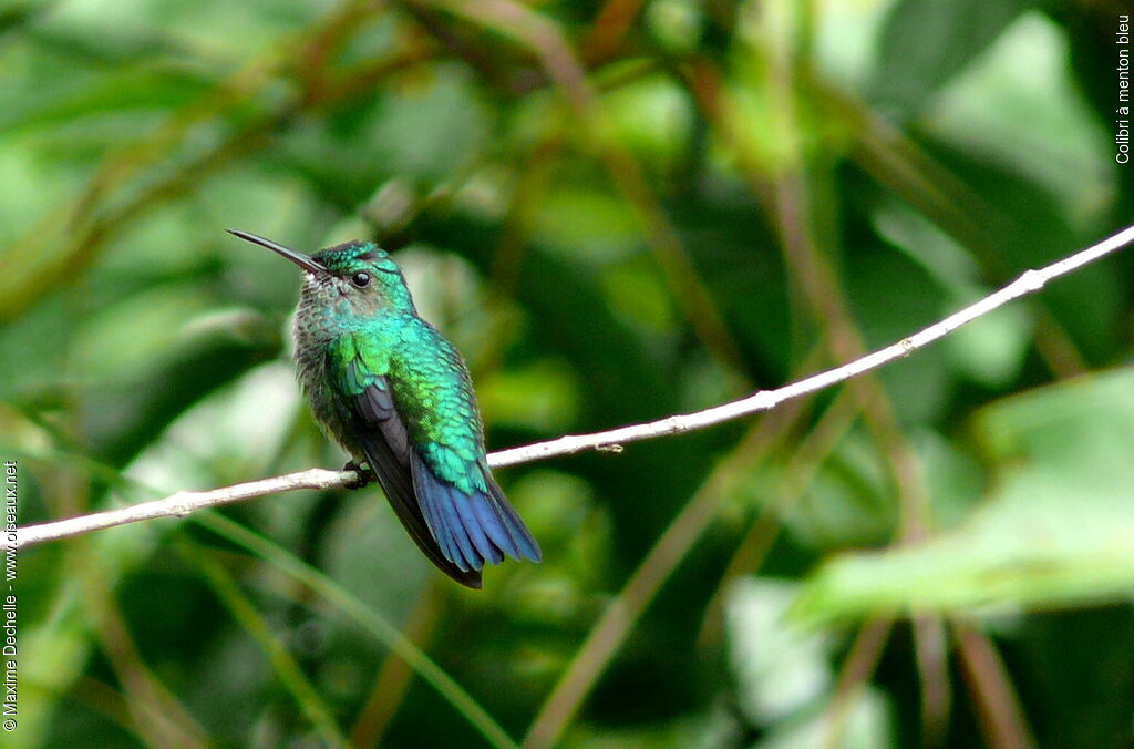 Blue-chinned Sapphire female adult