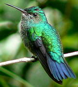 Colibri à menton bleu