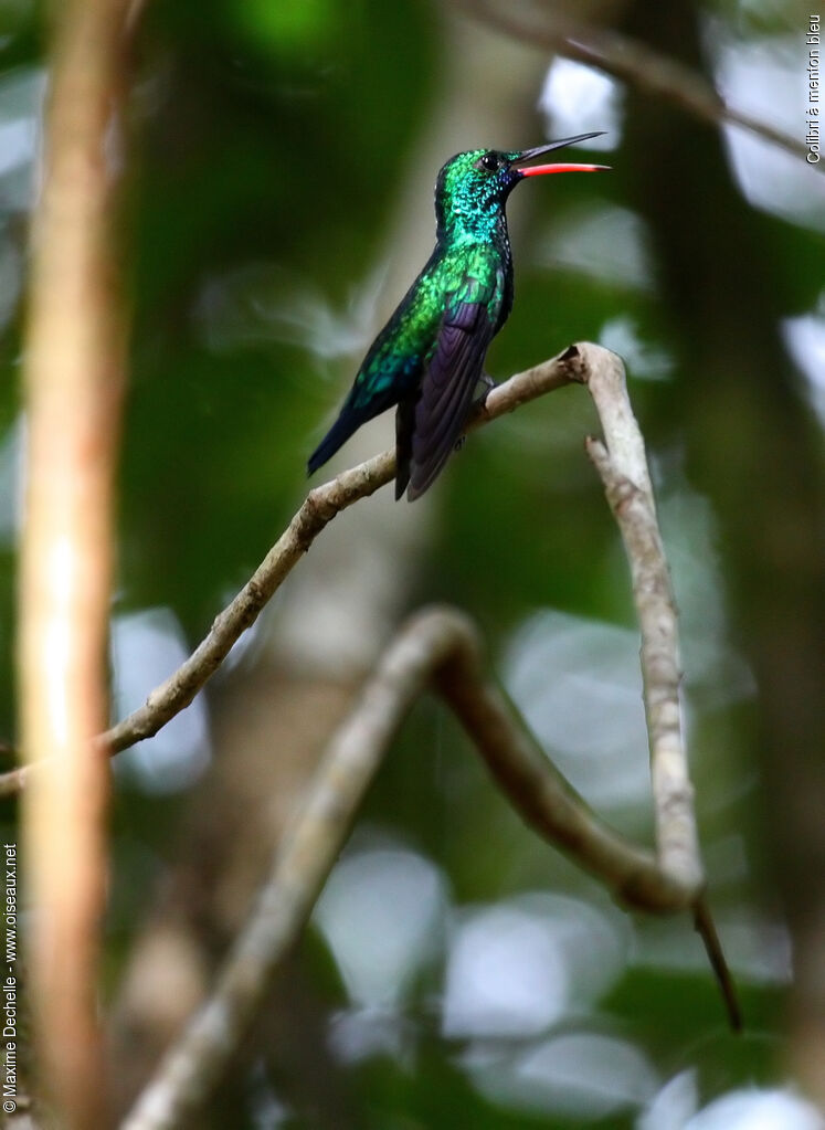 Blue-chinned Sapphire male adult, identification, Behaviour