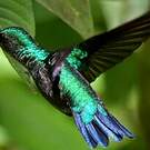 Colibri à menton bleu