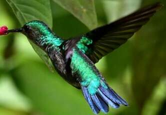 Colibri à menton bleu