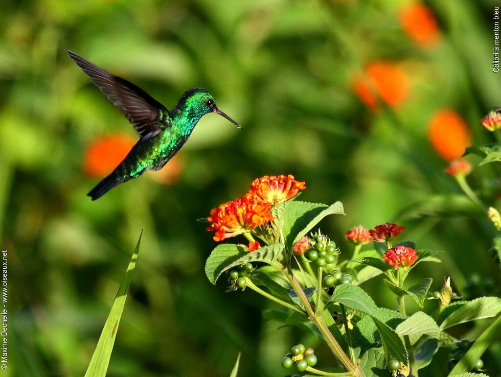 Blue-chinned Sapphire male adult, Flight