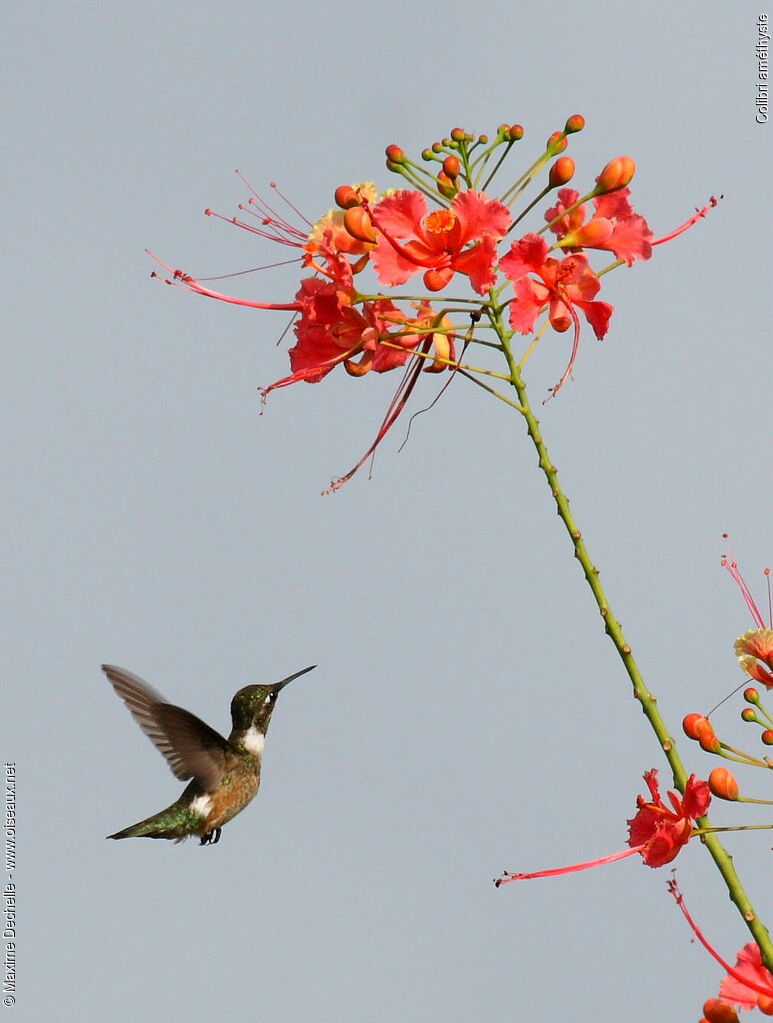 Colibri améthyste femelle adulte, identification, Vol, régime