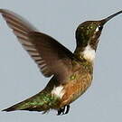 Colibri améthyste