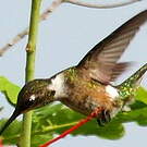 Colibri améthyste