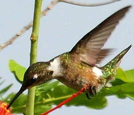 Colibri améthyste