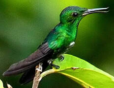 Fiery-tailed Awlbill