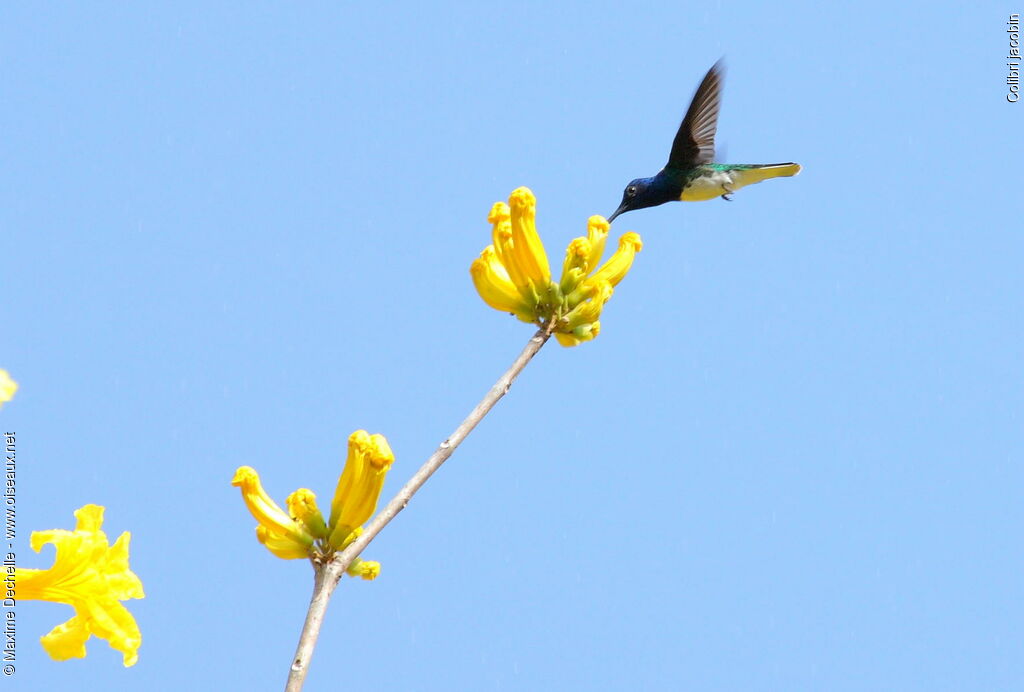 White-necked Jacobin, Flight, feeding habits