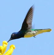 White-necked Jacobin