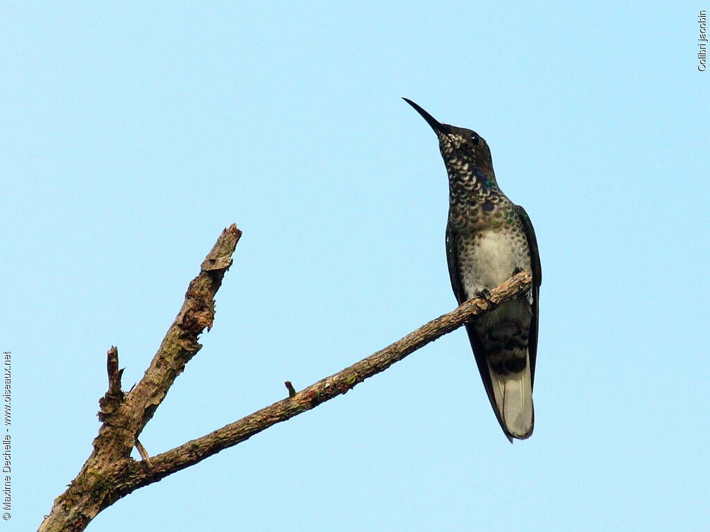 Colibri jacobin mâle immature