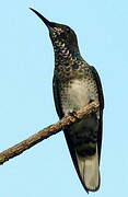 White-necked Jacobin