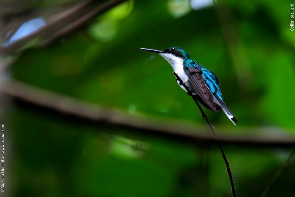 Colibri oreillard femelle adulte