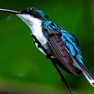Colibri oreillard