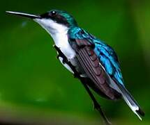 Black-eared Fairy