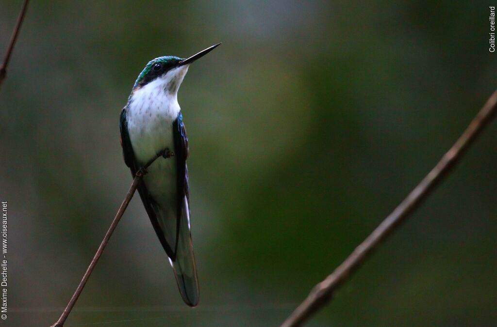 Colibri oreillard femelle adulte