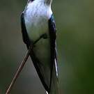Colibri oreillard