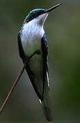 Black-eared Fairy