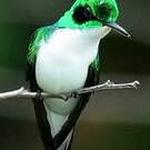 Colibri oreillard