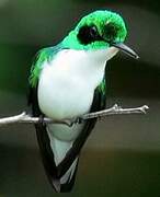 Black-eared Fairy