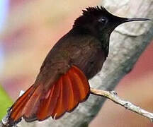 Ruby-topaz Hummingbird