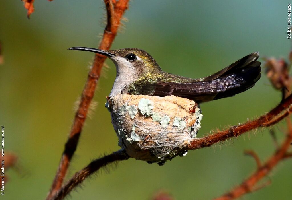 Colibri rubis-topaze femelle adulte, identification, Nidification