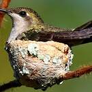 Colibri rubis-topaze