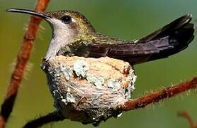 Ruby-topaz Hummingbird