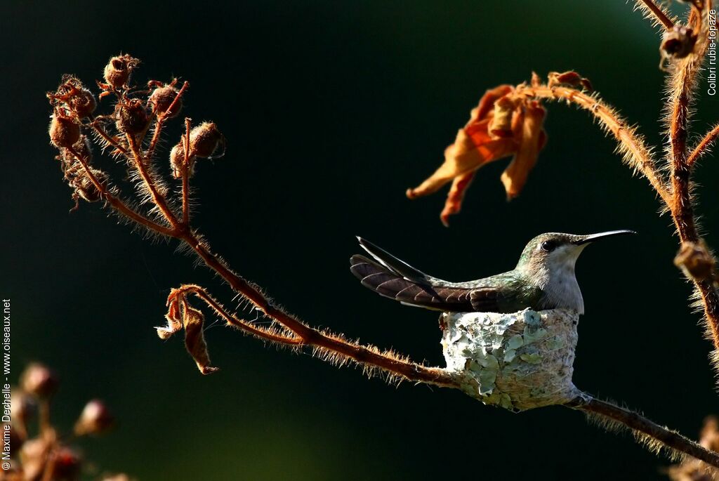 Colibri rubis-topaze femelle adulte, Nidification