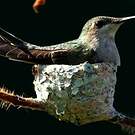 Colibri rubis-topaze