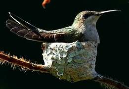 Ruby-topaz Hummingbird