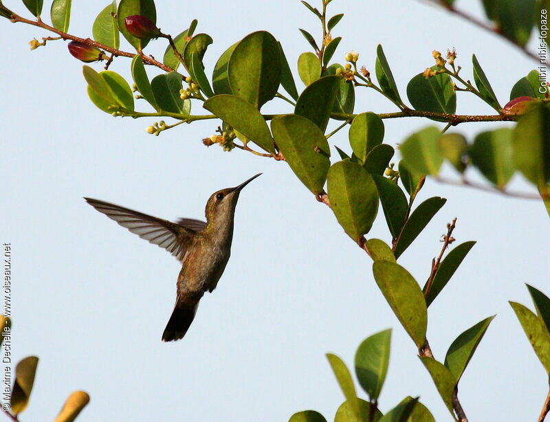 Ruby-topaz Hummingbird female adult, Flight